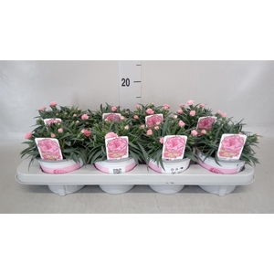 Dianthus  'I Love U'