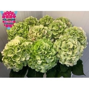 <h4>HYDR M CH VERENA CL</h4>