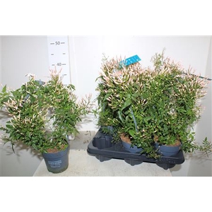 Jasm Polyanthum Wit 300+ Flowering