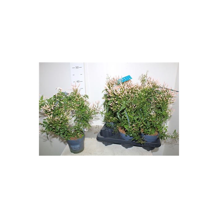 <h4>Jasm Polyanthum Wit 300+</h4>