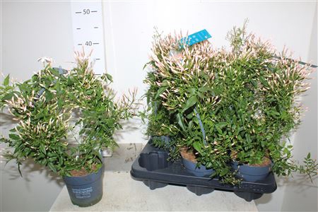 Jasm Polyanthum Wit 300+ Flowering