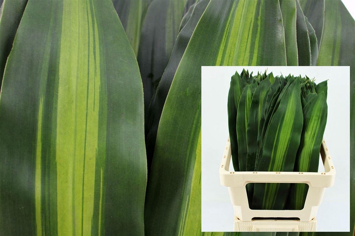 <h4>Drac Massangeana Bont 62cm</h4>