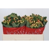 Hypericum Mellow Romance