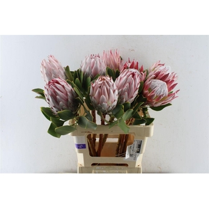 Protea Cynaroides