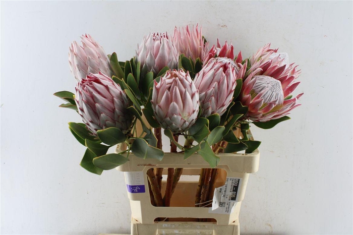 <h4>Protea Cynaroides</h4>