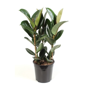 Ficus Elastica Robusta