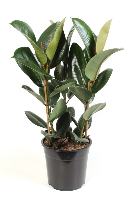 <h4>Ficus Elastica Robusta</h4>