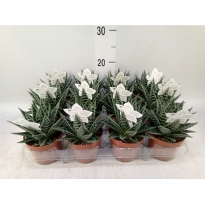 Aloe aristata 'Tiki Tahi'