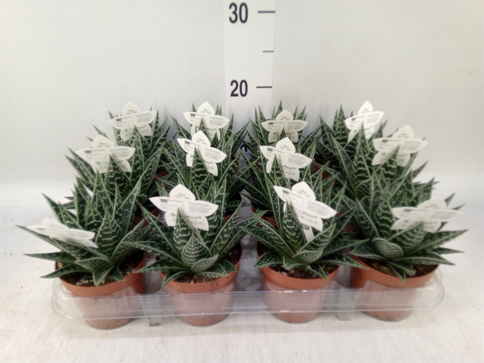 <h4>Aloe aristata 'Tiki Tahi'</h4>
