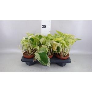 Epipremnum   ...