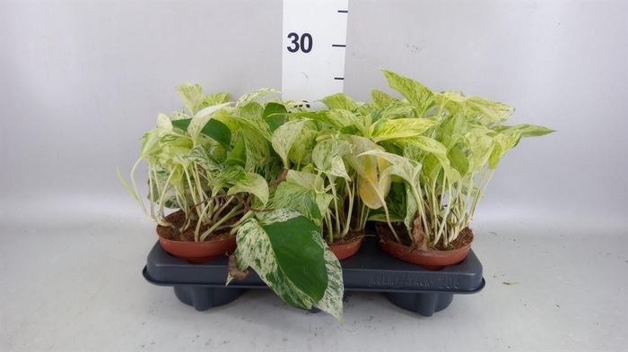 <h4>Epipremnum   ...</h4>