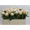Paeonia Mothers Choice