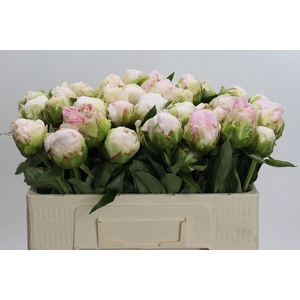 Paeonia Mothers Choice