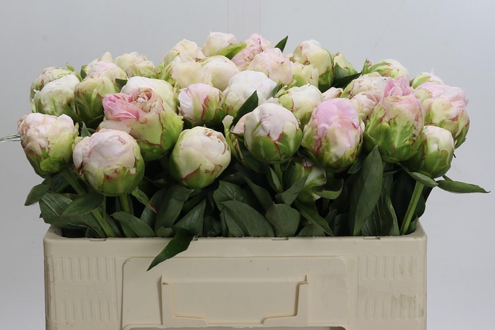 <h4>Paeonia Mothers Choice</h4>