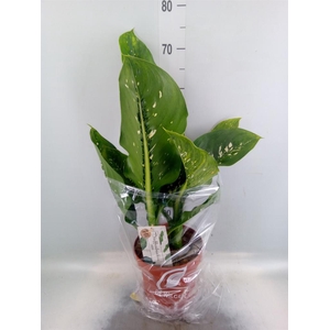 Dieffenbachia seg. 'Caiman'