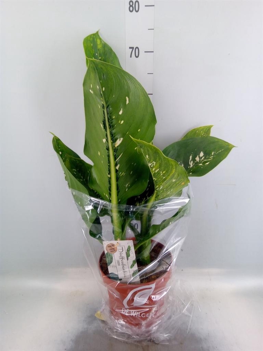 <h4>Dieffenbachia seg. 'Caiman'</h4>