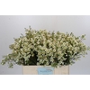 Chamelaucium Ivory Pearl