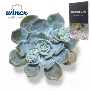 Echeveria Snowbunny Cutflower Wincx-5cm