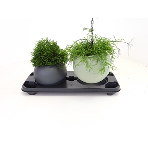 RHIPSALIS OV