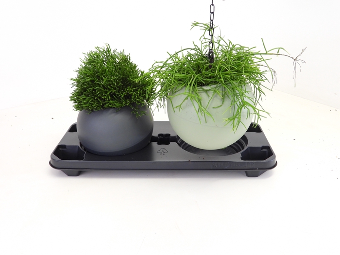 <h4>RHIPSALIS OV</h4>