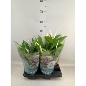 Spathiphyllum  'Pearl Cupido'