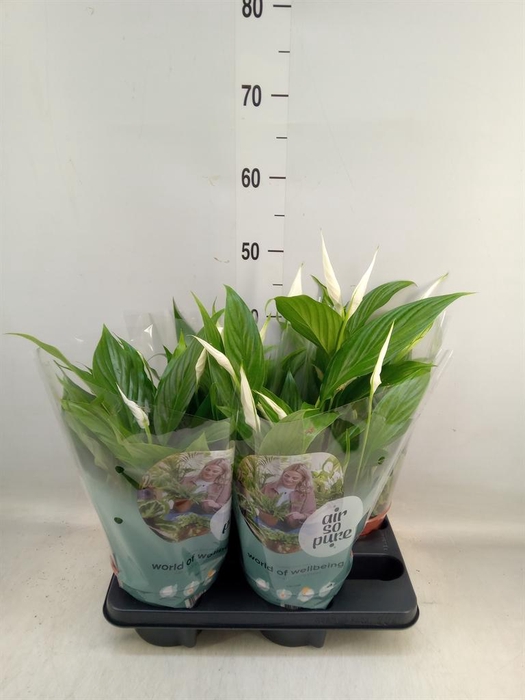 <h4>Spathiphyllum 'Pearl Cupido'</h4>