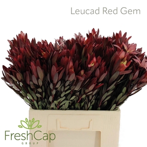 Leucad Red Gem