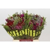 Kaaps Groen Cone Mix Bos