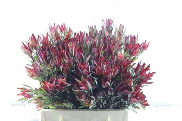 <h4>Leucad Sal Blush</h4>