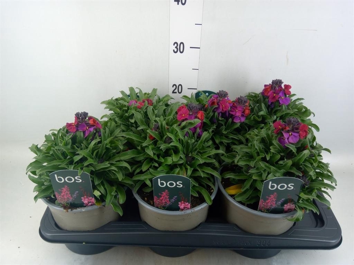 Verbena bonariensis