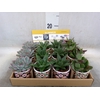 Succulents   ...