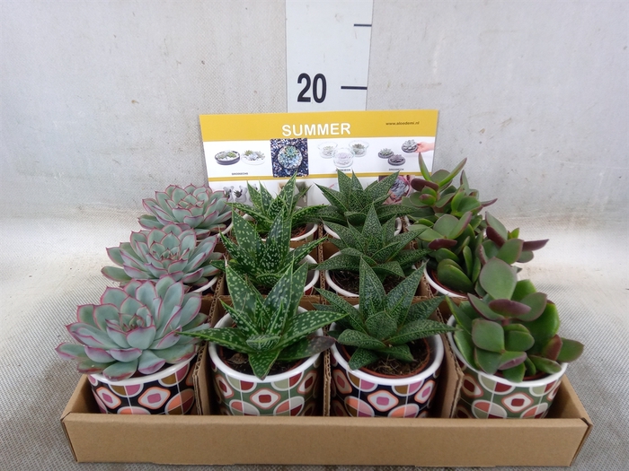 Succulents   ...