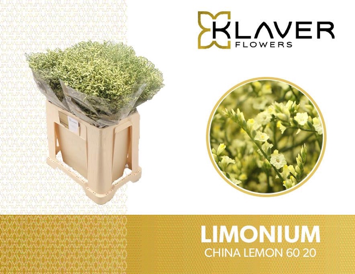 <h4>Limonium China Lemon Klaver</h4>