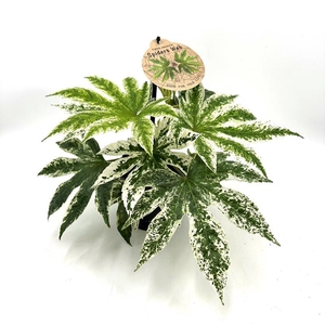 FATSIA JAPONICA P12 SPIDER WEB