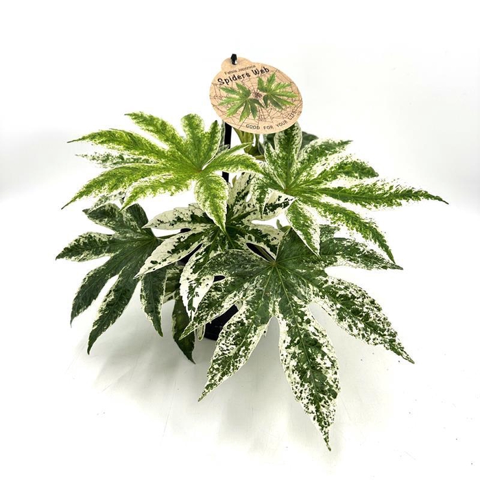 <h4>FATSIA JAPONICA P12 SPIDER WEB</h4>