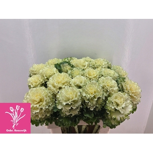 BRASS CRANE RU WHITE