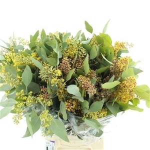 DECORGROEN KLB BS H%