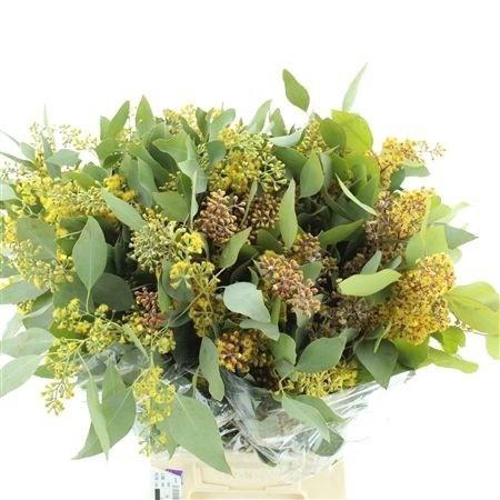 <h4>DECORGROEN KLB BS H%</h4>