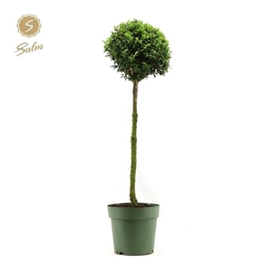 Buxus semp. Mono-Ball on Stem P23