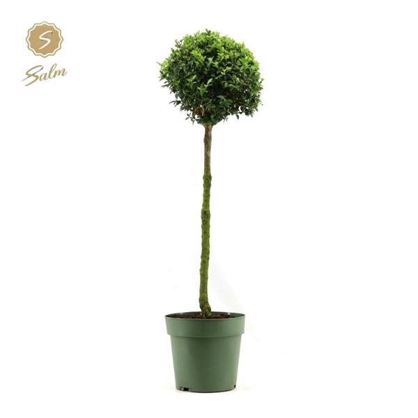<h4>Buxus semp. Mono-Ball on Stem P23</h4>