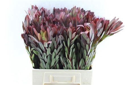 <h4>Leucad Saf Sunset</h4>