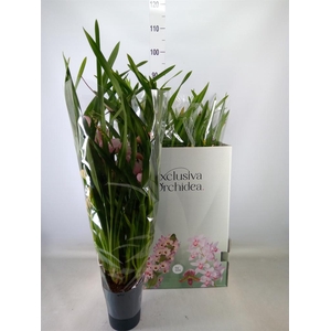 Cymbidium   ...