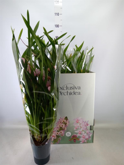 <h4>Cymbidium   ...</h4>