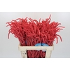 Amaranthus Yearming Desert Coral