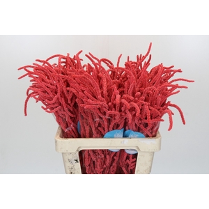 Amaranthus Yearming Desert Coral