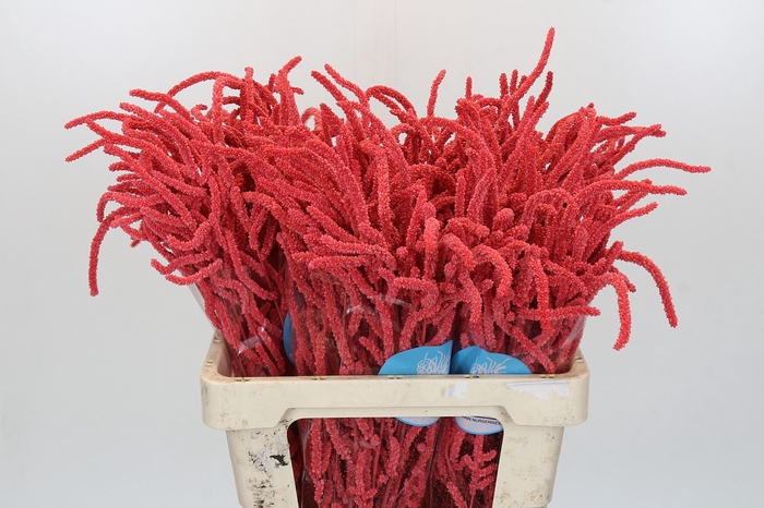 <h4>Amaranthus Yearming Desert Coral</h4>