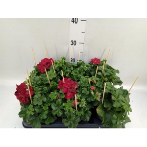 Pelargonium pelt.   ...
