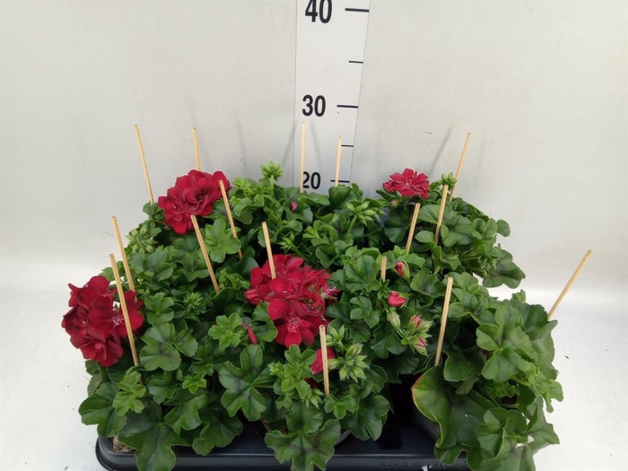 <h4>Pelargonium pelt.   ...</h4>