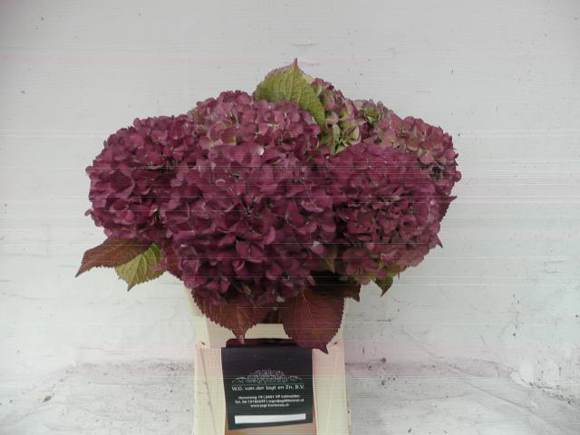 <h4>HYDR M OLD DUTCH CL</h4>