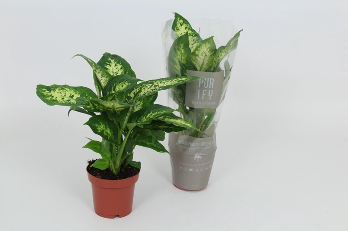 Purify Dieffenbachia Compacta 12 cm